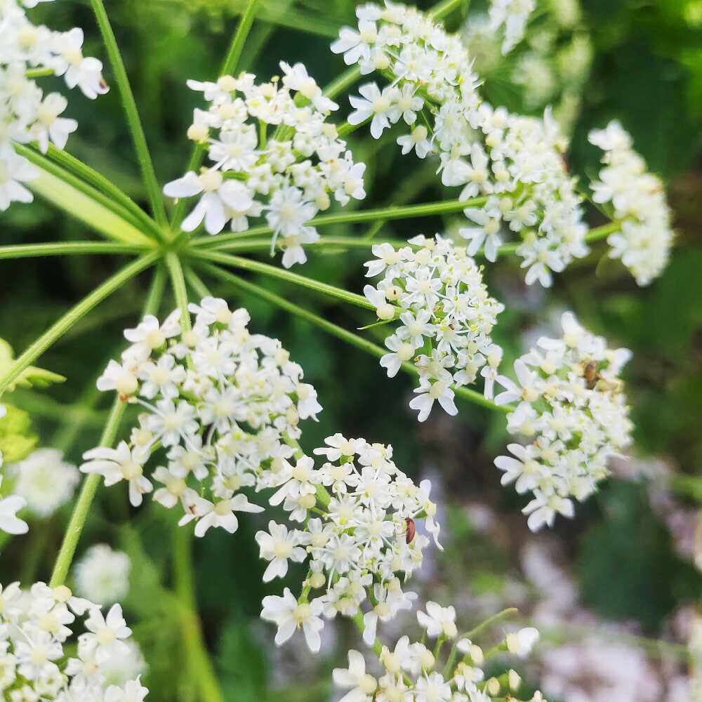老山芹种子东北野生山野菜籽山芹菜南北方庭院盆栽耐寒四季易活