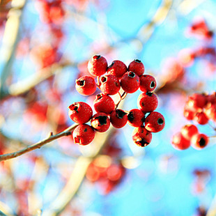 山里红种子种苗东北小山楂苗南北方种植红果树苗家庭盆景四季易活