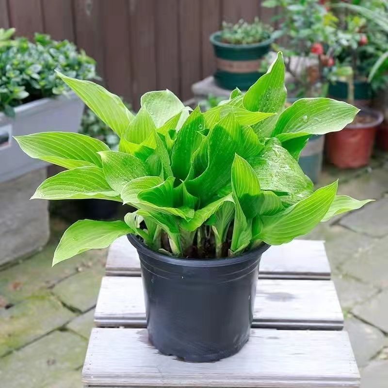 观花宿根植物花卉绿玉簪图片