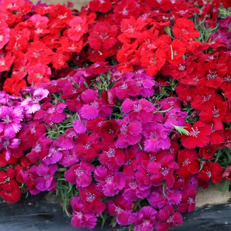 五彩石竹盆栽苗花期长矮生石竹家庭室内观赏花卉野生耐寒四季易活