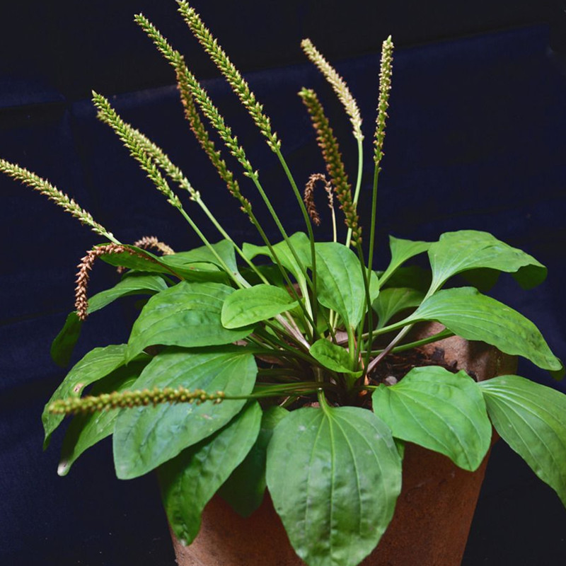 车前草种子野生菜籽中药材食用四季播种牛遗平车前子盆栽庭院易活