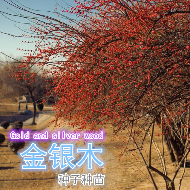 金银木树苗特色东北金银忍冬盆栽红果盆景植物耐寒南北方四季易活