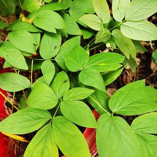 红毛七东北中药材植物种子种苗新品鸡骨升麻家庭盆栽新奇观赏易活