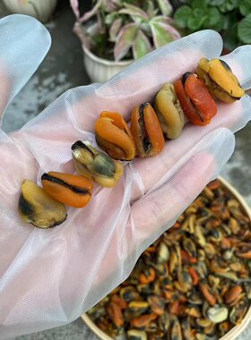 活鲜淡菜干 海蜊干 青口干 海虹干 煲汤炒菜 250g-500g/包