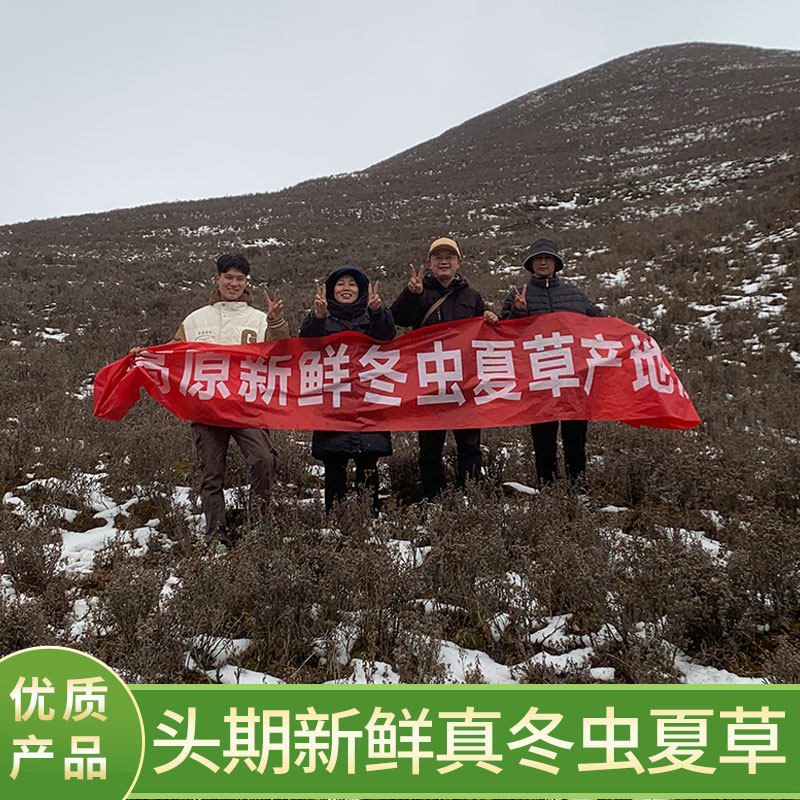 新鲜冬虫夏草 纯野的 4500米以上海拔特产  纯干刷