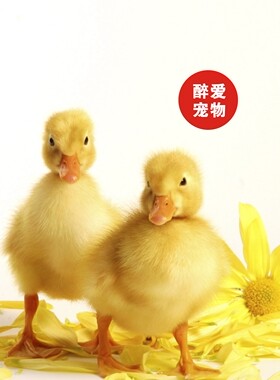 网红宠物小黄鸭苗宠物小鸭子活物小鸭子宠物活的可达鸭宠物鸭