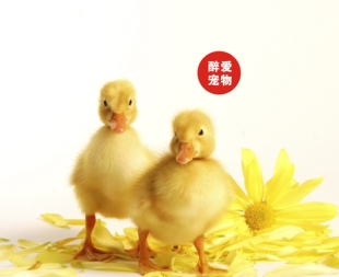 网红宠物小黄鸭苗宠物小鸭子活物小鸭子宠物活的可达鸭宠物鸭