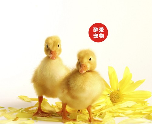 网红宠物小黄鸭苗宠物小鸭子活物小鸭子宠物活的可达鸭宠物鸭