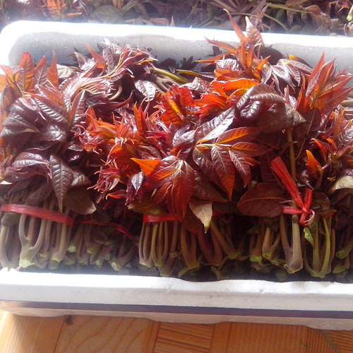 沧州露天种植蚯蚓粪种植安全好吃
