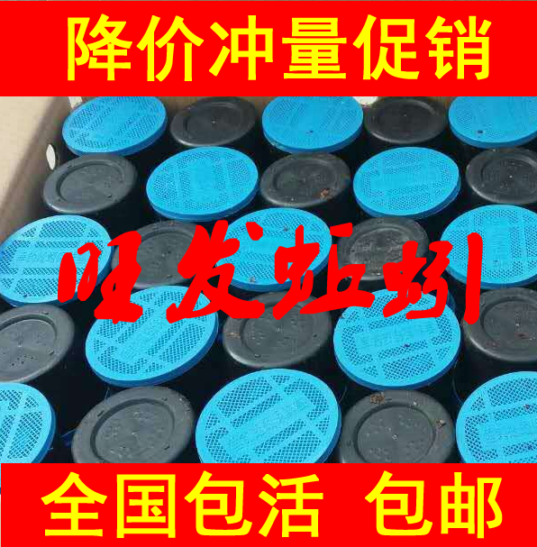 盒装蚯蚓活饵鲜活蚯蚓活饵渔具活体蚯蚓鲜活垂钓鱼饵野钓旺发蚯蚓