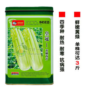 荷兰引进黄嫩西芹种子芹菜种籽叶柄浅绿实心旱芹纤维少基地专用籽