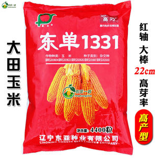 东单1331高产老玉米种子大田玉米种籽粮饲料玉米种孑红轴大穗22cm