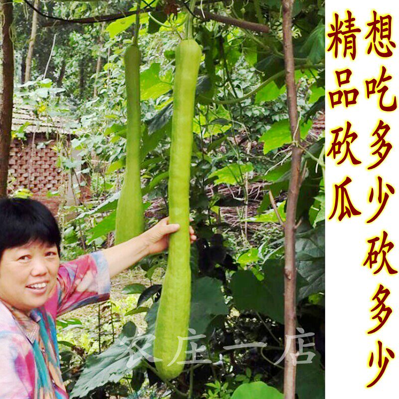 神奇砍瓜种子愈合快随砍随南瓜种家庭园艺种子