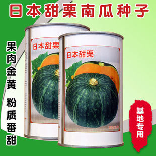日本甜栗南瓜种子香甜粉糯早熟绿皮板栗味大田蔬菜四季苗春种籽孑