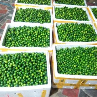 免邮 海南青金桔新鲜小青柠金橘 1斤起发满10斤 大中小自选 奶茶店