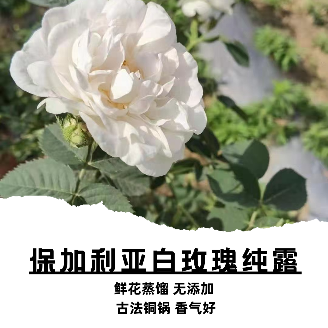 白玫瑰纯露【白月光】头道饱和1:1  鲜花瓣水蒸馏 无添加 香气足