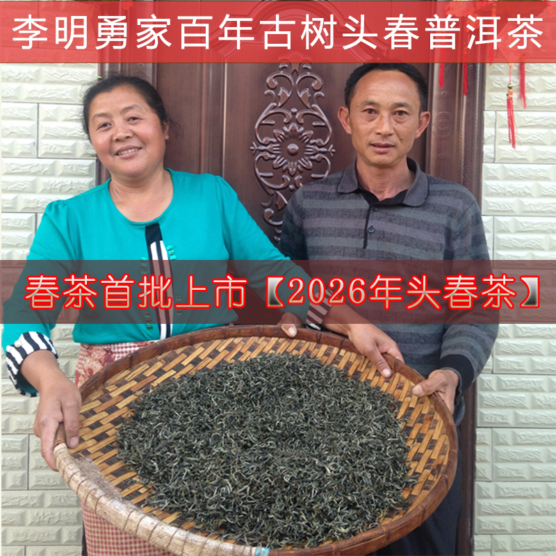 2026头春新茶李明勇家云南乔木头春古树普洱茶生茶散装250克纯料