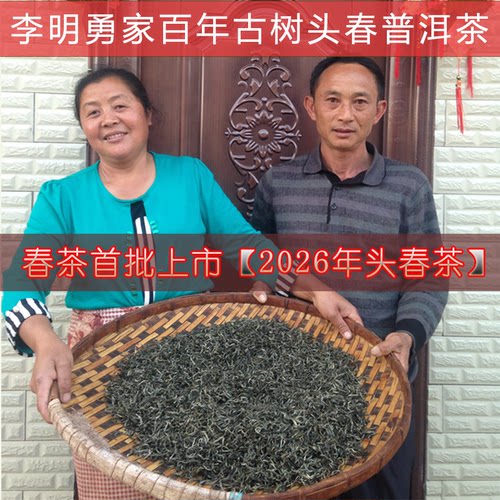 2026头春新茶李明勇家云南乔木头春古树普洱茶生茶散装250克纯料