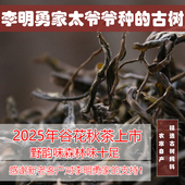 包邮 纯料大叶种普洱生茶500克 2025年谷花 森林百年古树秋散装