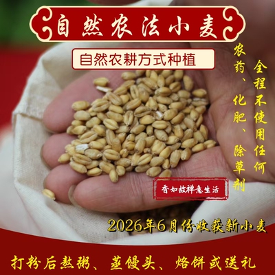 自然农法小麦粒传统农耕