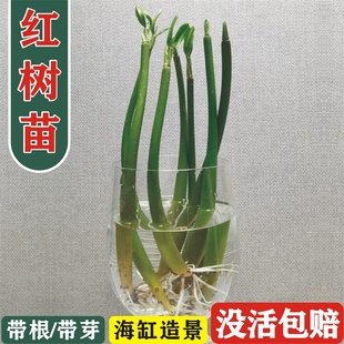 秋茄红树苗 木榄苗海红树苗海缸造景过滤调节水质植物 带根带芽