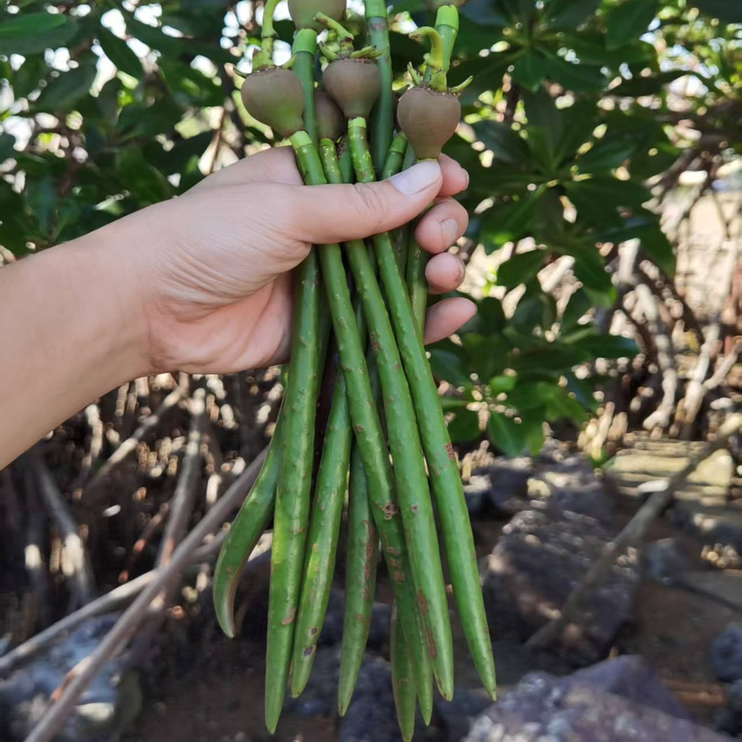 红海榄秋茄红树苗海缸造景包活