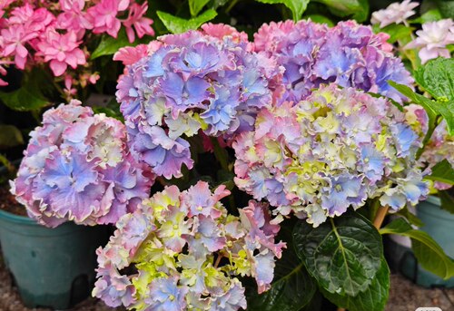 魔幻@特别绣球花苗绣球花苗阳台庭院多年生可调色花卉植物盆栽苗
