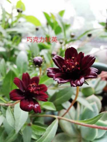 巧克力秋英阳台庭院好看可切花