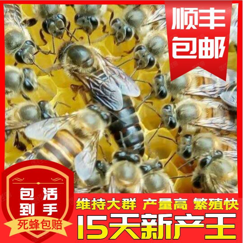 速发蜂王种王高产蜜蜂中群仓王优质新开产蜂蜂蜂王盖封带子脾中蜂
