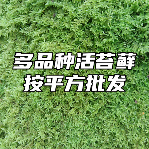 日式庭院枯山水园林植物墙苔藓