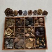 part干花干果套装 瑞吉欧自然元 素教具材料loose 幼儿园区角