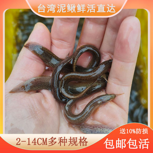 鲜活泥鳅规格齐全满足多场景使用
