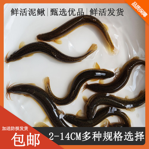 鲜活泥鳅多规格适用场景广