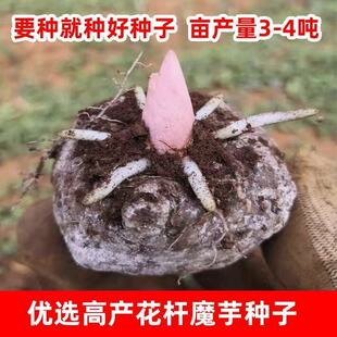 新鲜魔芋种子白心当年可收基地大个种籽1斤高产易活栽种