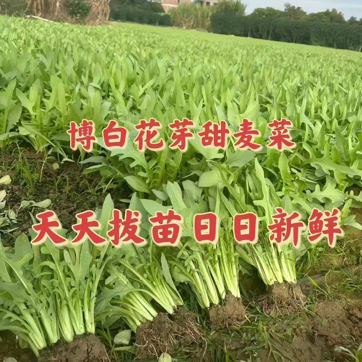 正宗广西博白甜麦菜种球软口甘甜花芽菜白梗高产多次采收四季种植
