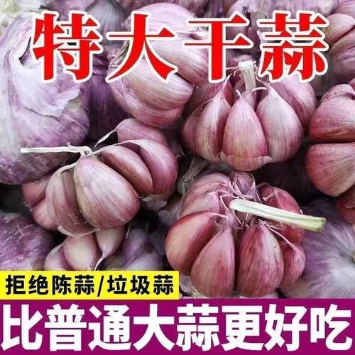 紫皮大蒜种子云南2025新种抽苔红皮蒜种蒜苗用头种籽农家高产