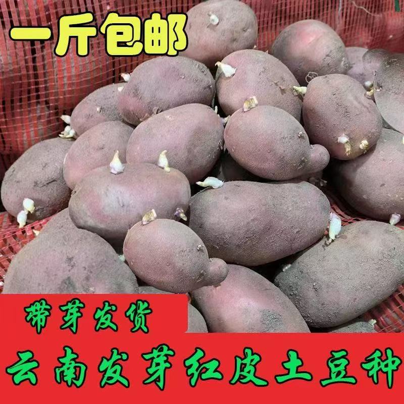 云南高产洋芋种子红皮黄心士豆发芽种土豆种子士豆种红皮土豆种子