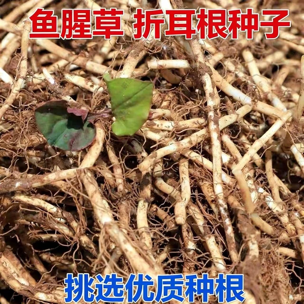 正宗贵州折耳根种根老根鱼腥草种苗四季盆栽阳台种植蔬菜苗包邮