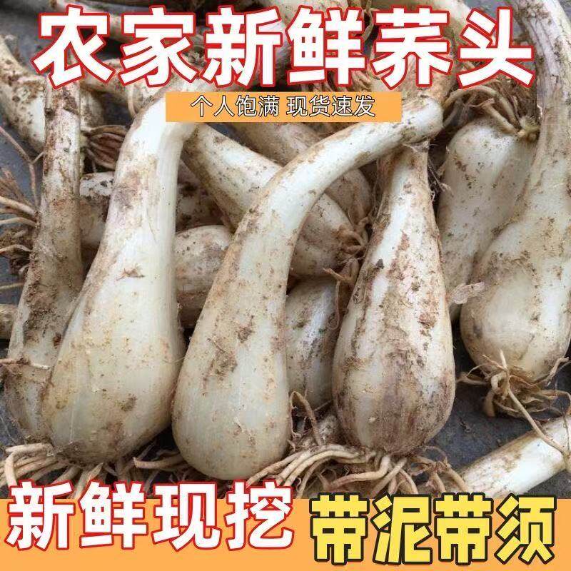 荞头现挖新鲜藠头农家自种茭头教头叫头薤头四川泡菜脆嫩蔬菜包邮