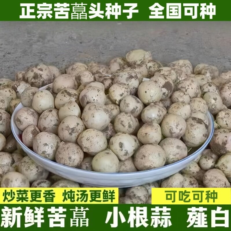 四川苦藠头种子野生小蒜团葱藠头苦蒜薤白农家现挖蔬菜种籽