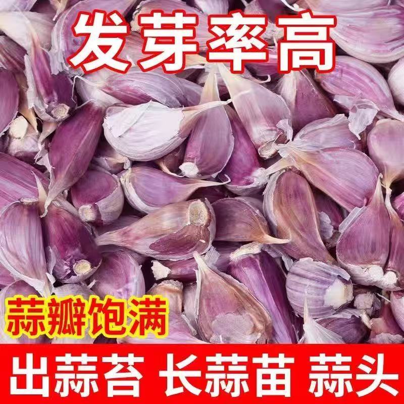 正宗紫皮大蒜种子红皮大蒜香蒜出蒜苔本蒜薹蒜苗吃蒜苔的蒜种