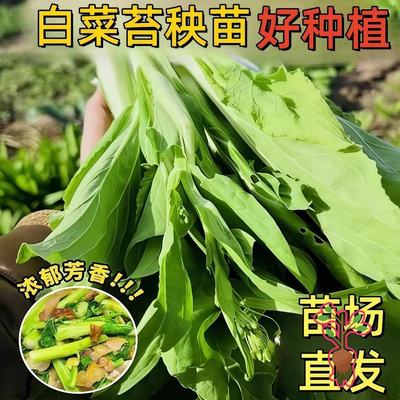 广东广州白菜苔菜苗侧苔多露天种耐热寒高成活现拔带泥蔬菜苗