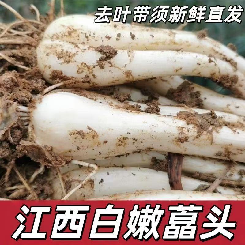 江西荞头现挖新鲜带根须藠头种子农家自种教头茭头叫头四季种苗