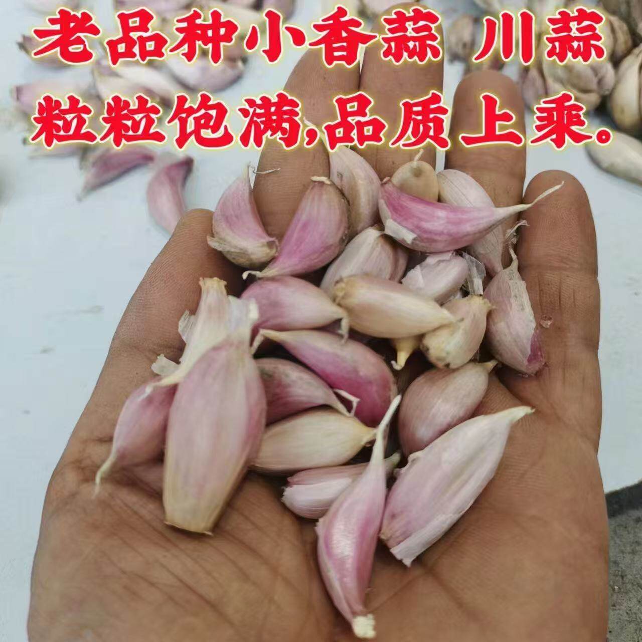 四川紫皮黄皮大蒜种子优质干蒜瓣可吃可种植农家大蒜种籽