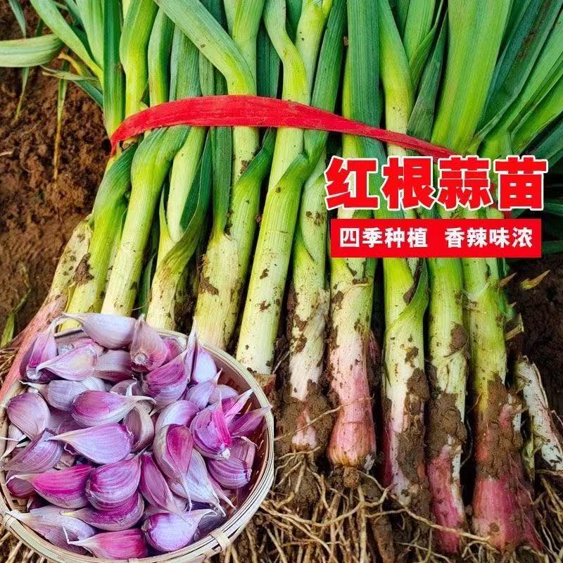 四川紫皮蒜种老品种土蒜早熟二水早出蒜苔硬叶大蒜籽