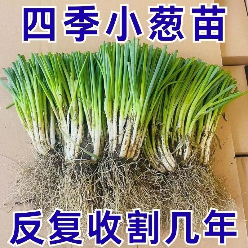 贵州农家露天现挖分葱