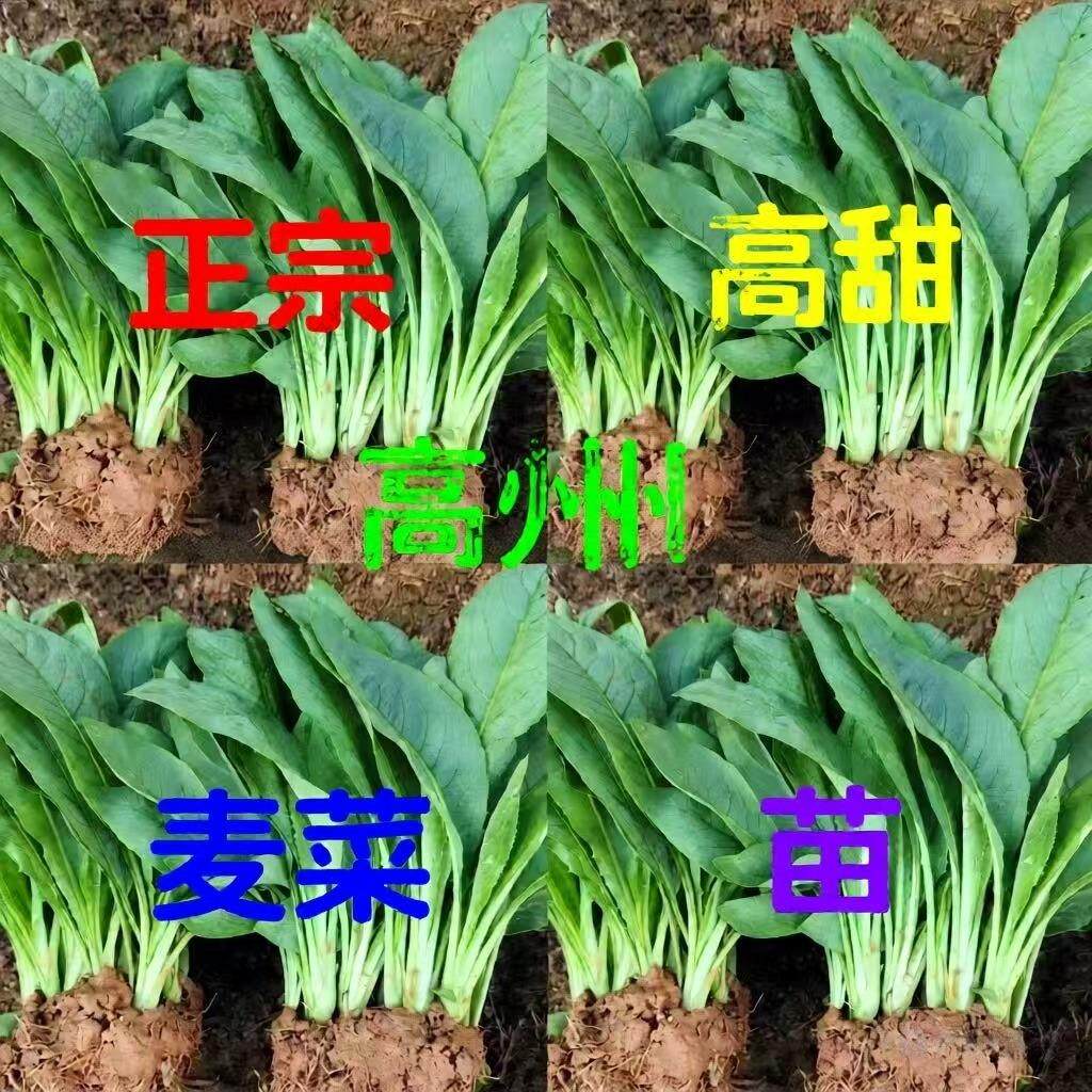 高州甜麦菜苗四季可种阳台庭院绿植带头带泥新鲜蔬菜秧苗包邮