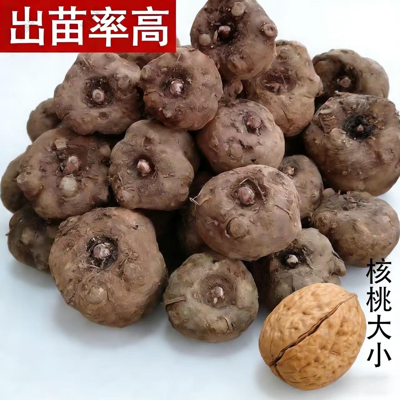 高产魔芋种子一代二代精选优质花魔芋种球高成活率魔芋种籽云南产
