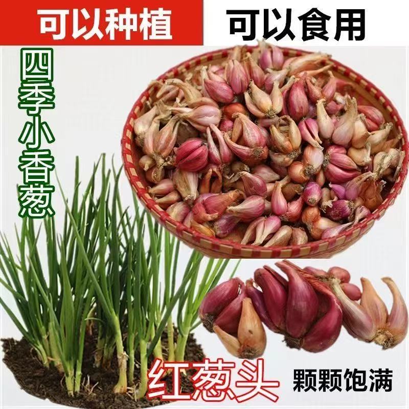 四季阳台种植好帮手 小香葱种子籽葱头 秋季分葱蔬菜种孑子