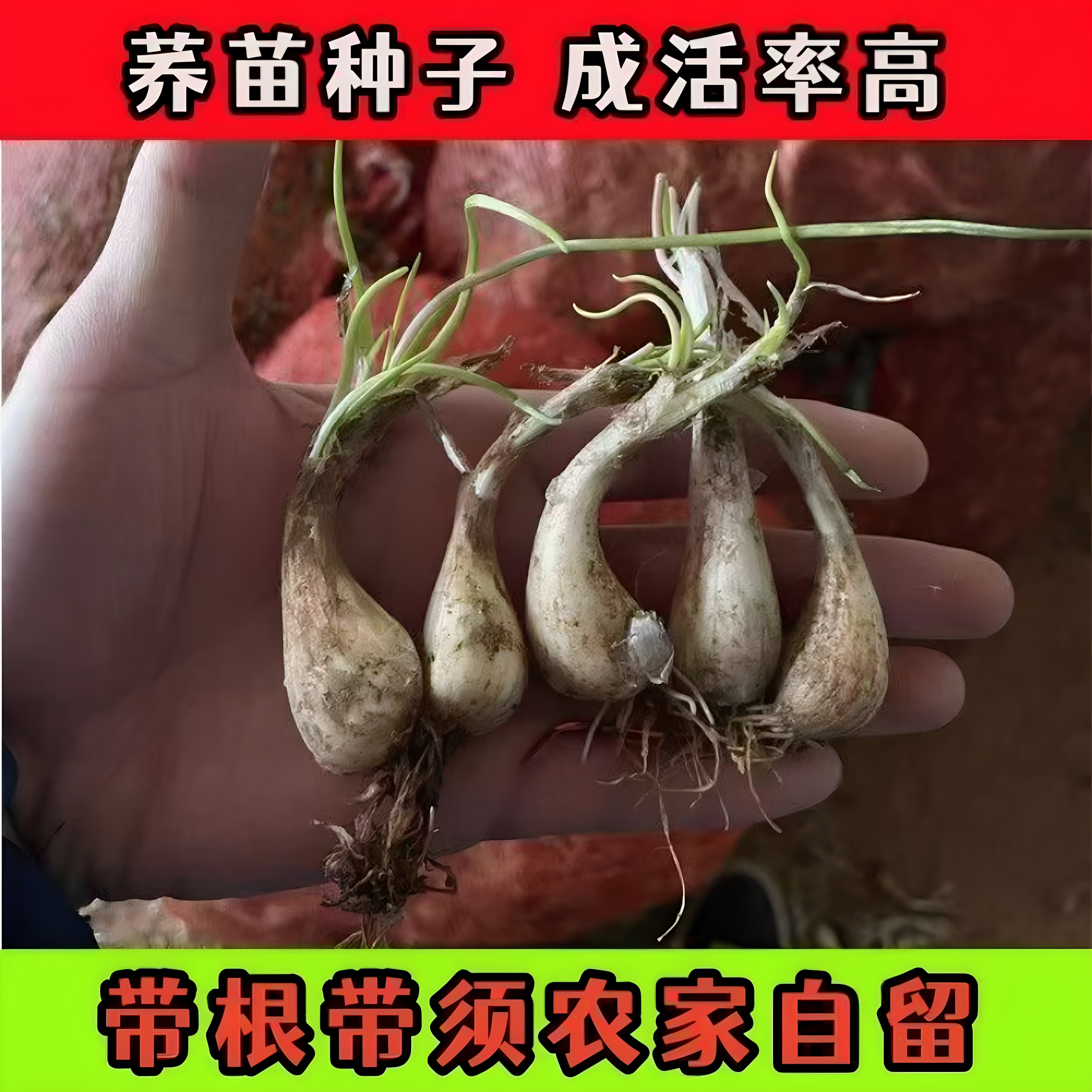 现挖荞头新鲜种植正宗叫头种子